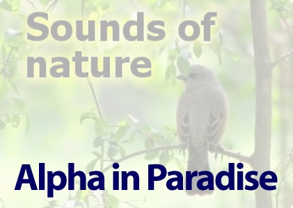 Alpha in paradise