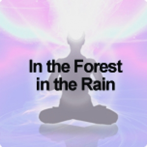 In the forest in the rain