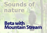 Beta with Mountain Stream